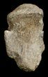 Pachycephalosaurus Foot Claw From Montana #3440-2